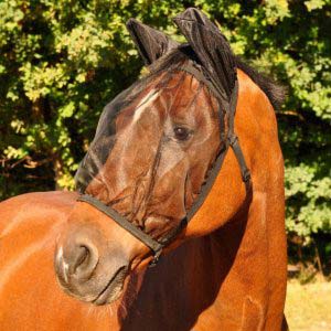 Protectie antiinsecte cai